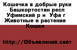 Кошечка в добрые руки - Башкортостан респ., Уфимский р-н, Уфа г. Животные и растения » Кошки   